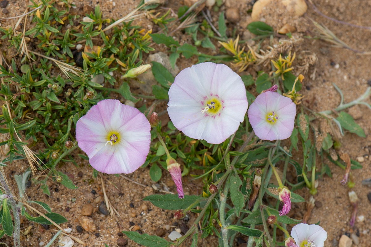 David Plant Photography - Wildlife Photography - Field bindweed - B.JPG - Field bindweed - Suffolk