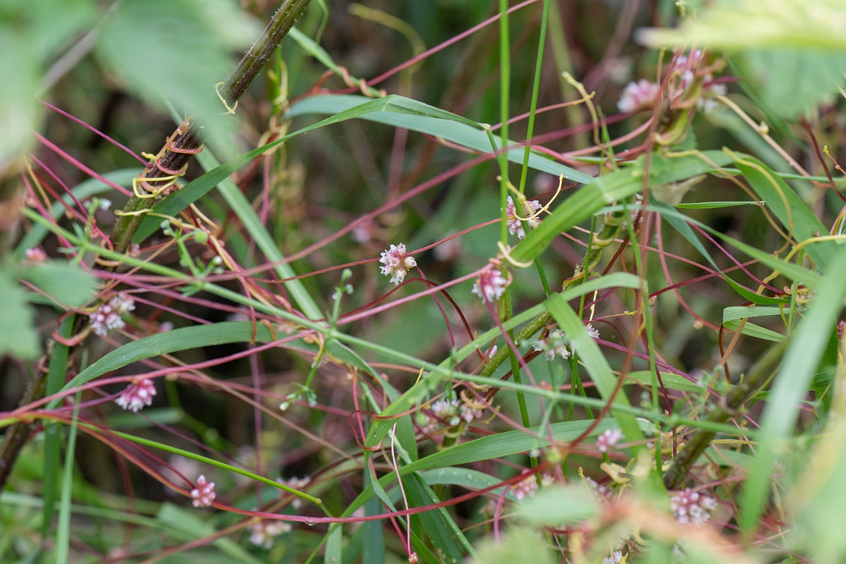 David Plant Photography - Wildlife Photography - Greater dodder - A.jpg - Greater dodder - Bedfordshire