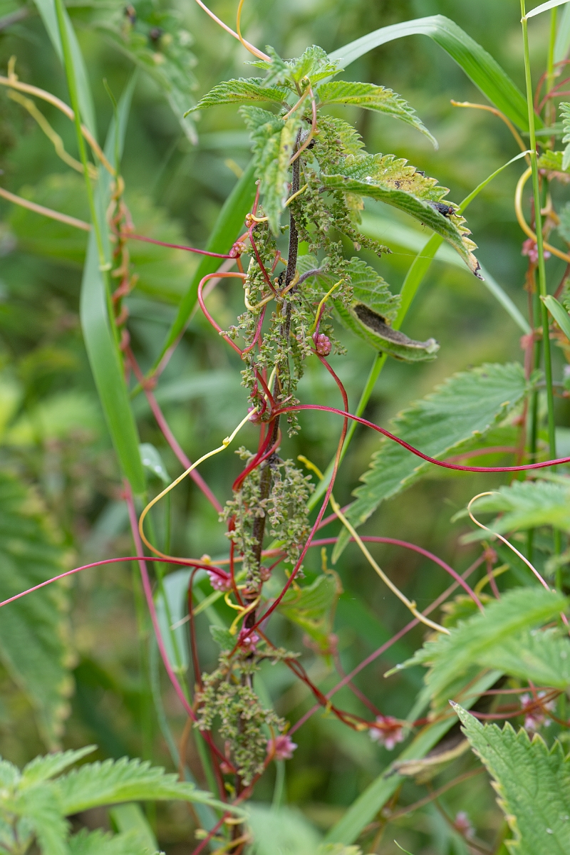 David Plant Photography - Wildlife Photography - Greater dodder - B.jpg - Greater dodder - Bedfordshire