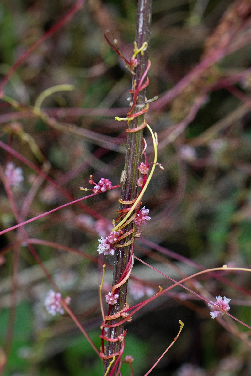 David Plant Photography - Wildlife Photography - Greater dodder - C.jpg - Greater dodder - Bedfordshire