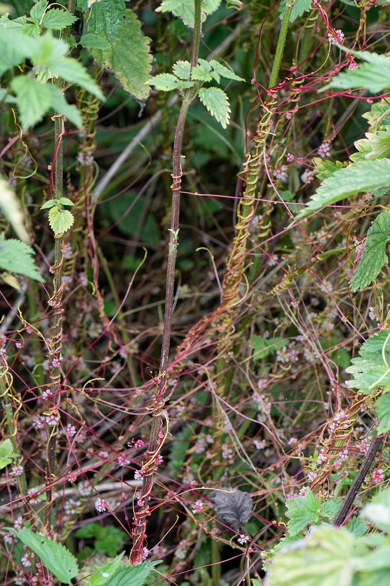 David Plant Photography - Wildlife Photography - Greater dodder - D.jpg - Greater dodder - Bedfordshire