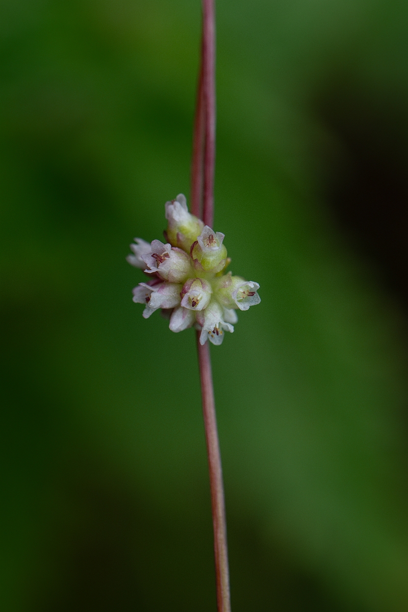 David Plant Photography - Wildlife Photography - Greater dodder - G.jpg - Greater dodder - Bedfordshire