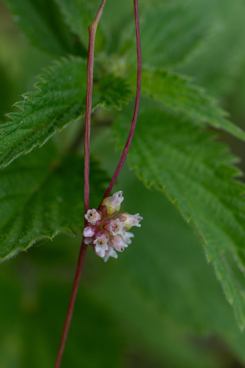 David Plant Photography - Wildlife Photography - Greater dodder - H.jpg - Greater dodder - Bedfordshire