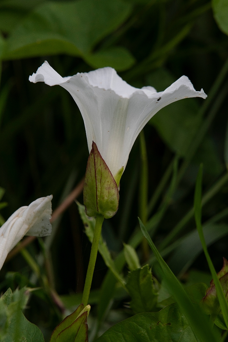 David Plant Photography - Wildlife Photography - Hedge bindweed - A.JPG - Hedge bindweed - Cambridgeshire