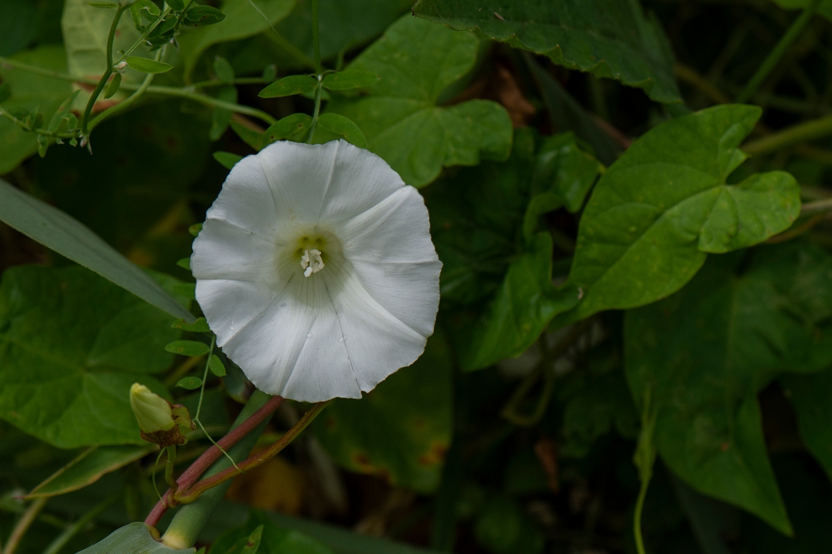 David Plant Photography - Wildlife Photography - Hedge bindweed - B.JPG - Hedge bindweed - Cambridgeshire