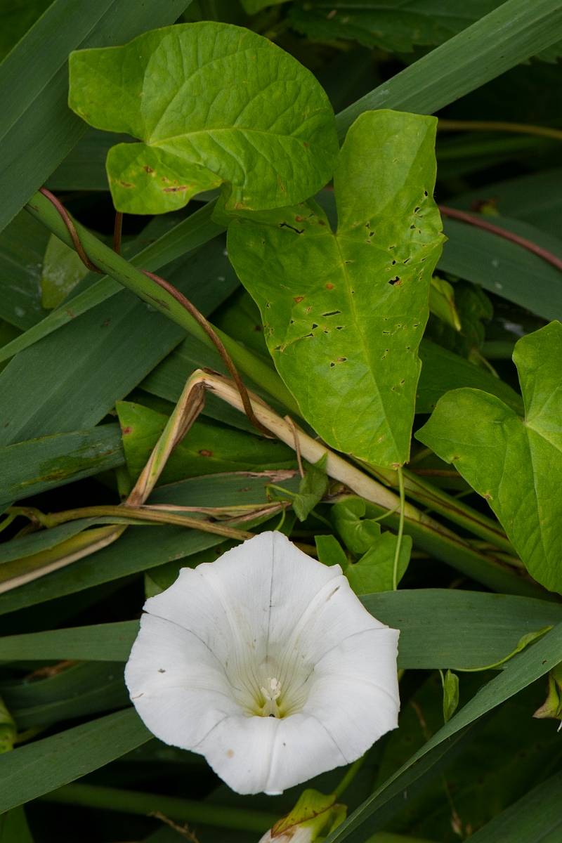 David Plant Photography - Wildlife Photography - Hedge bindweed - C.JPG - Hedge bindweed - Cambridgeshire