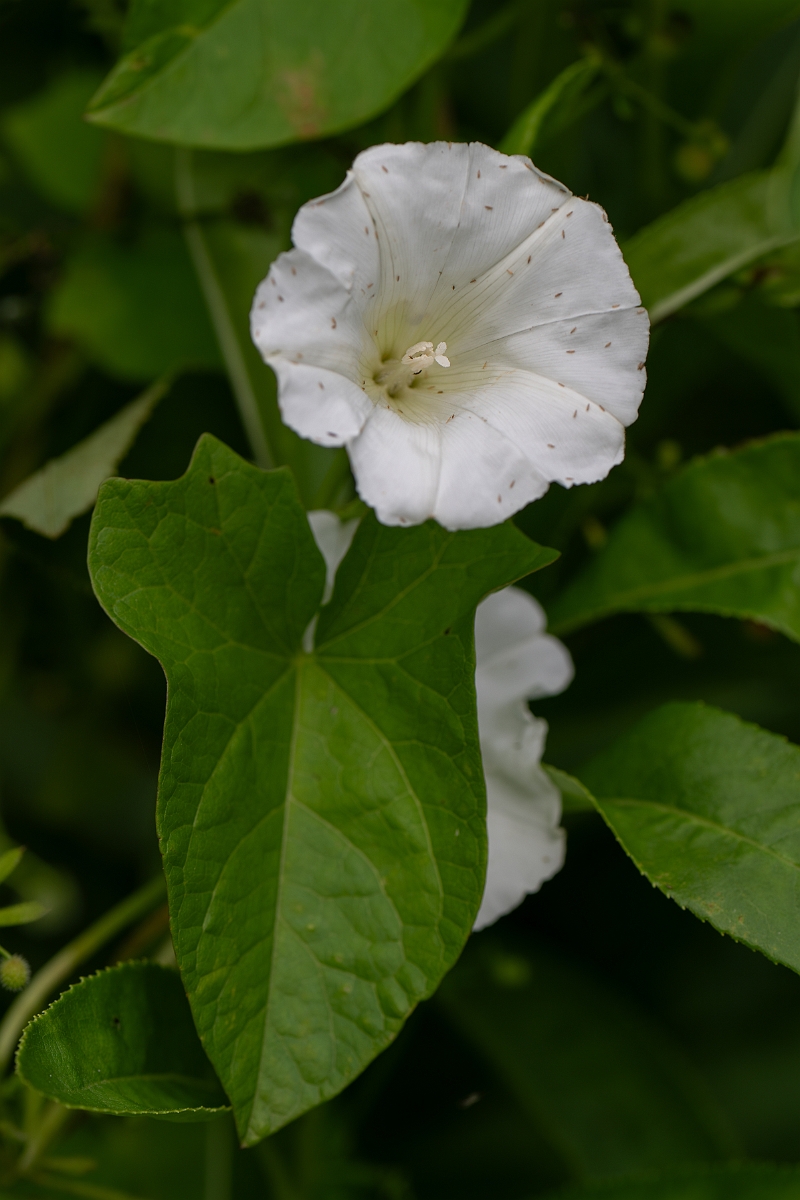 David Plant Photography - Wildlife Photography - Hedge bindweed - E.jpg - Hedge bindweed - Cambridgeshire