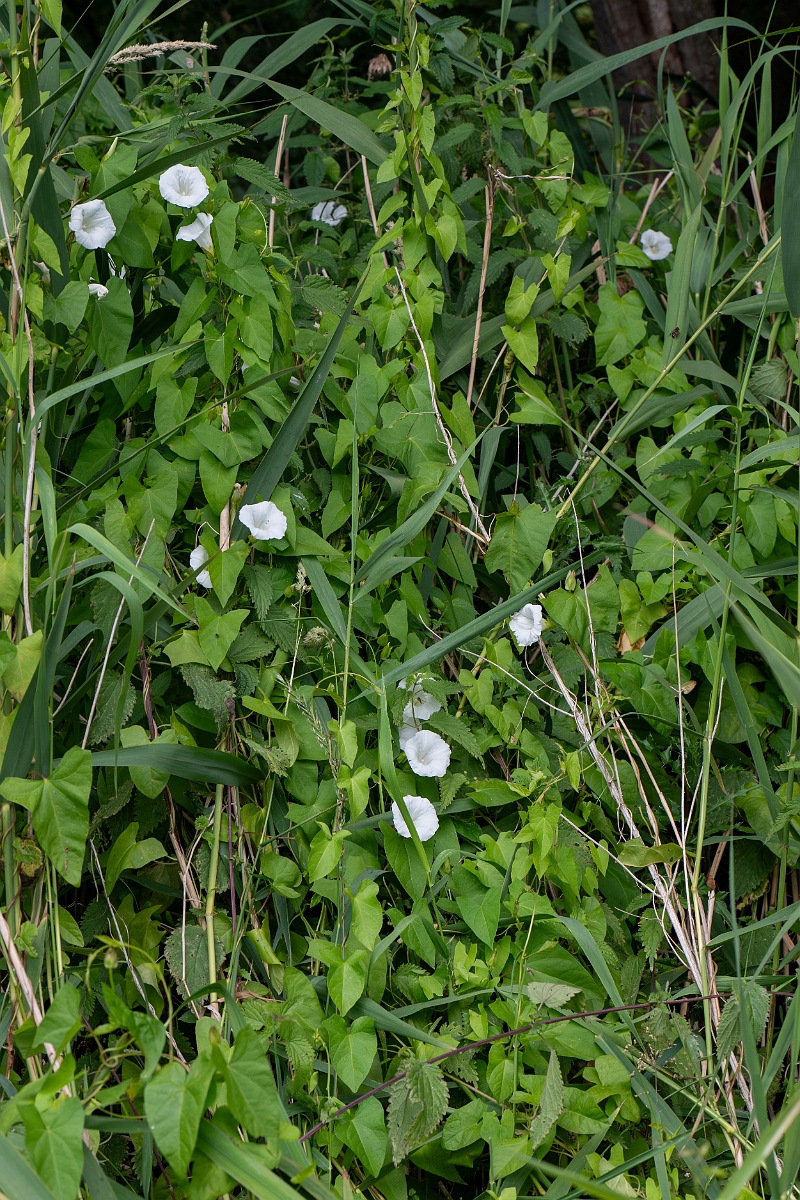 David Plant Photography - Wildlife Photography - Hedge bindweed - H.jpg - Hedge bindweed - Cambridgeshire