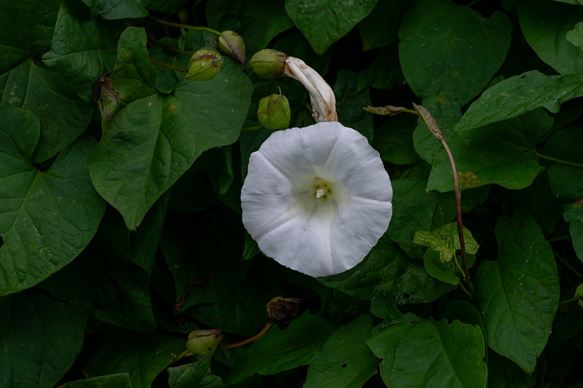 David Plant Photography - Wildlife Photography - Hedge bindweed - I.jpg - Hedge bindweed - Suffolk