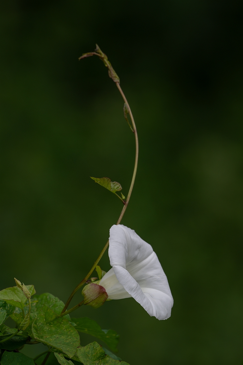 David Plant Photography - Wildlife Photography - Hedge bindweed - J.jpg - Hedge bindweed - Suffolk