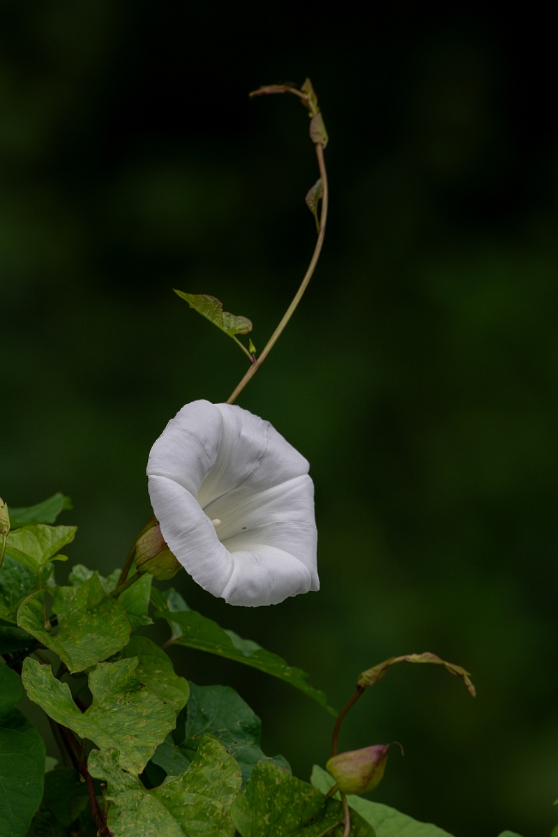 David Plant Photography - Wildlife Photography - Hedge bindweed - K.jpg - Hedge bindweed - Suffolk