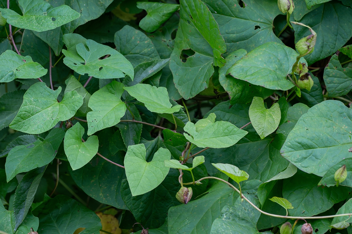 David Plant Photography - Wildlife Photography - Hedge bindweed - L.jpg - Hedge bindweed - Suffolk