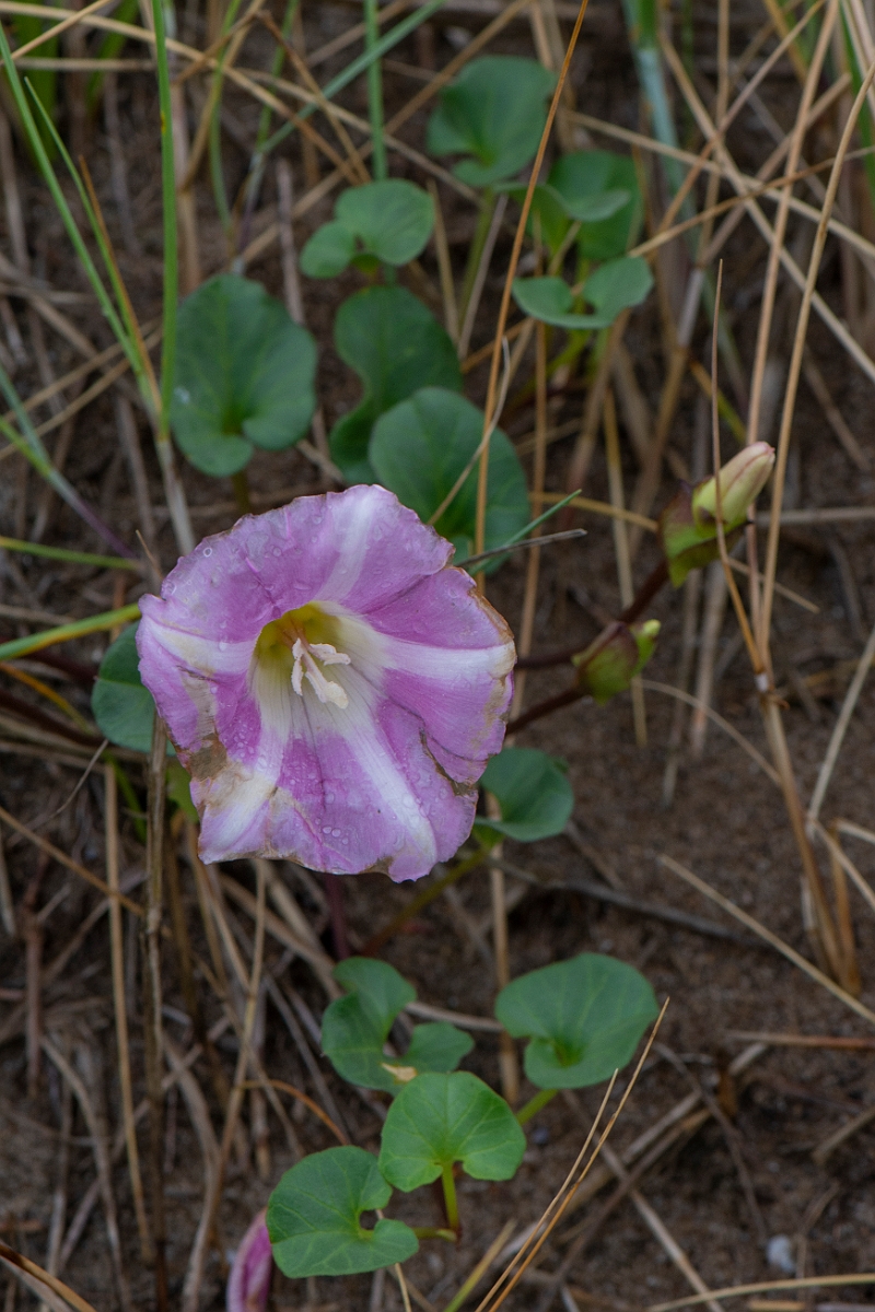David Plant Photography - Wildlife Photography - Sea bindweed - A.JPG - Sea bindweed - Bridgend