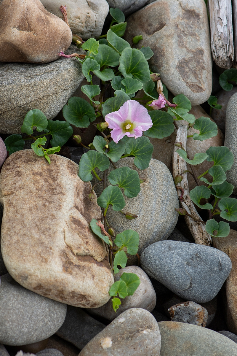 David Plant Photography - Wildlife Photography - Sea bindweed - B.JPG - Sea bindweed - Bridgend