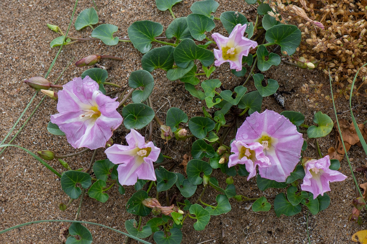 David Plant Photography - Wildlife Photography - Sea bindweed - C.JPG - Sea bindweed - Bridgend