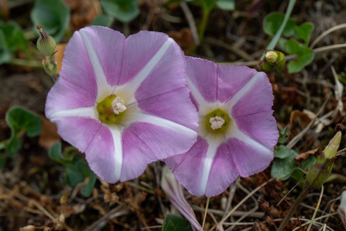 David Plant Photography - Wildlife Photography - Sea bindweed - E.jpg - Sea bindweed - Kent