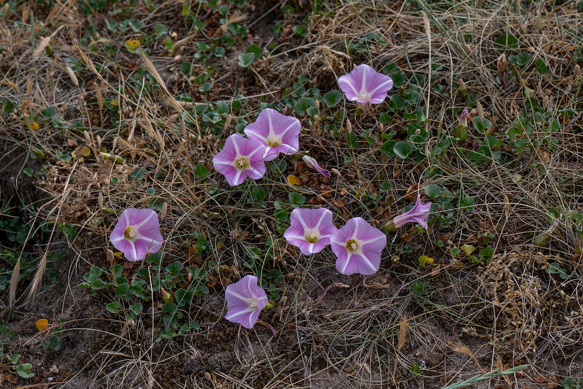 David Plant Photography - Wildlife Photography - Sea bindweed - G.jpg - Sea bindweed - Kent