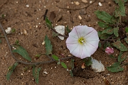 David Plant Photography - Wildlife Photography - Field bindweed - A