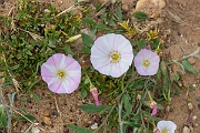 David Plant Photography - Wildlife Photography - Field bindweed - B