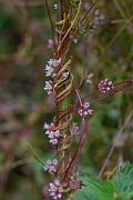 David Plant Photography - Wildlife Photography - Greater dodder - E