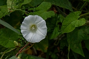David Plant Photography - Wildlife Photography - Hedge bindweed - B