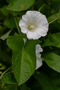 David Plant Photography - Wildlife Photography - Hedge bindweed - E