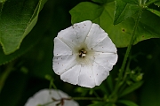 David Plant Photography - Wildlife Photography - Hedge bindweed - F