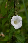 David Plant Photography - Wildlife Photography - Hedge bindweed - G
