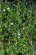 David Plant Photography - Wildlife Photography - Hedge bindweed - H