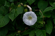 David Plant Photography - Wildlife Photography - Hedge bindweed - I