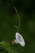 David Plant Photography - Wildlife Photography - Hedge bindweed - J
