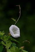 David Plant Photography - Wildlife Photography - Hedge bindweed - K