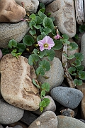 David Plant Photography - Wildlife Photography - Sea bindweed - B
