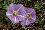 David Plant Photography - Wildlife Photography - Sea bindweed - E