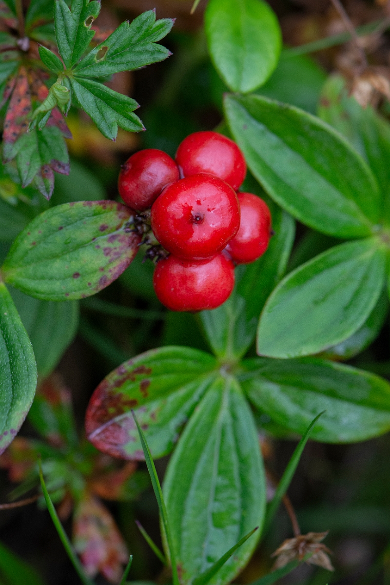David Plant Photography - Wildlife Photography - Dwarf cornel - B.JPG - Dwarf cornel - Cairngorms