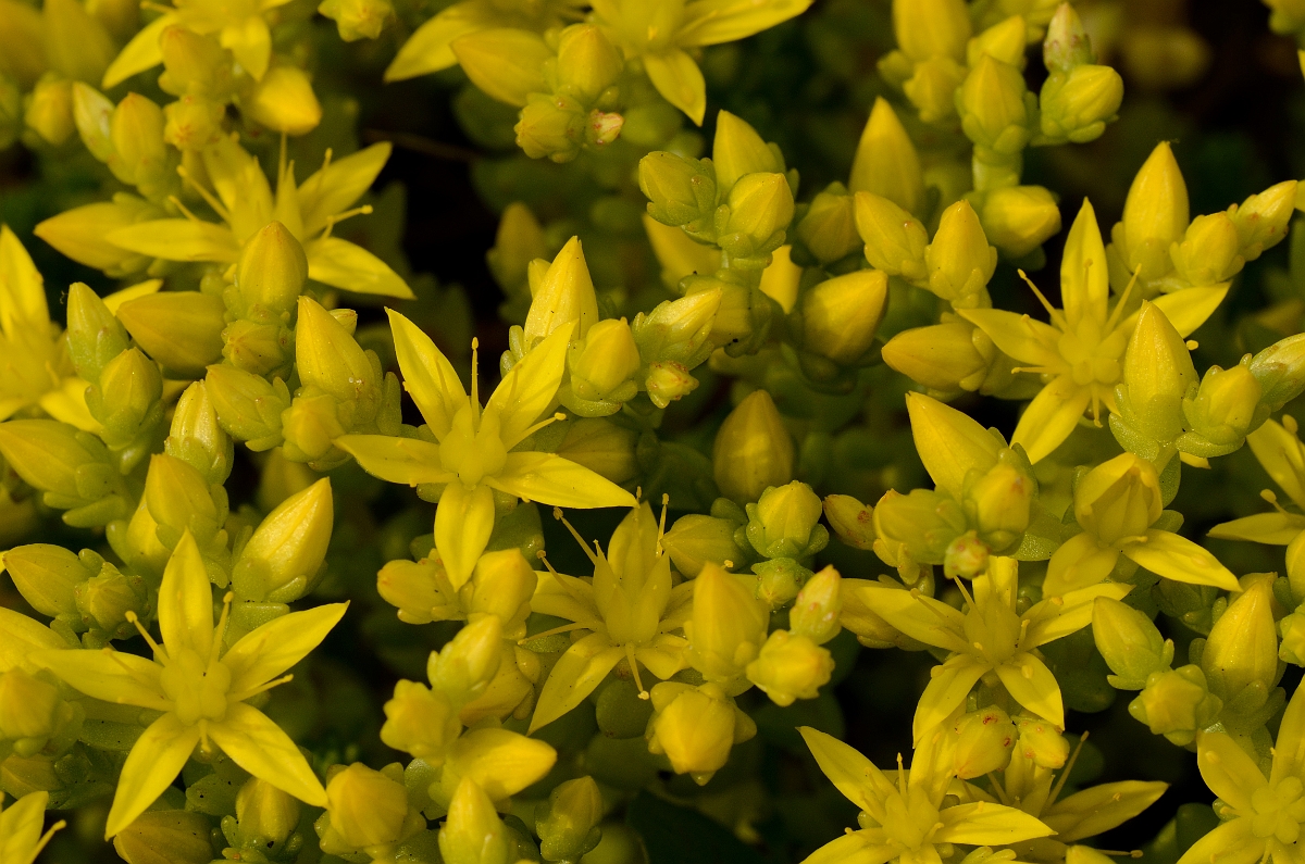David Plant Photography - Wildlife Photography - Biting stonecrop - A.jpg - Biting stonecrop - Bedfordshire