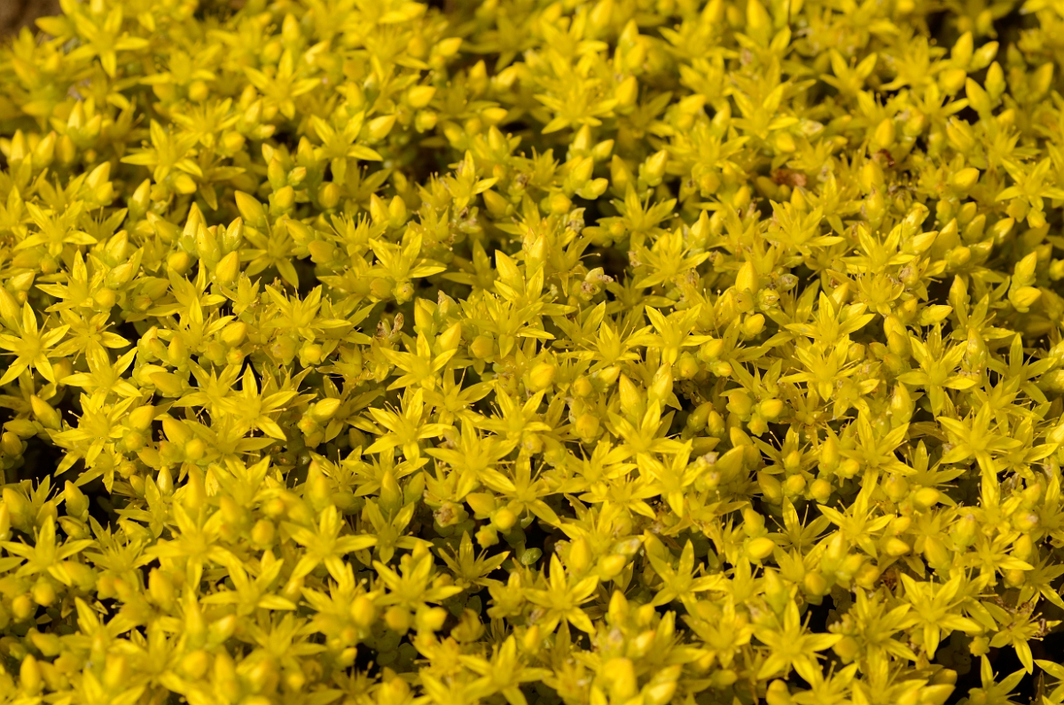 David Plant Photography - Wildlife Photography - Biting stonecrop - B.jpg - Biting stonecrop flowers - Bedfordshire