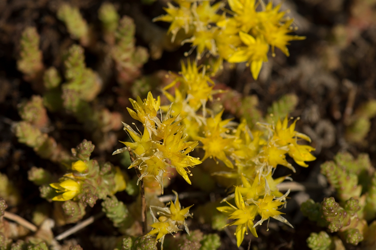 David Plant Photography - Wildlife Photography - Biting stonecrop - C.jpg - Biting stonecrop - Kent