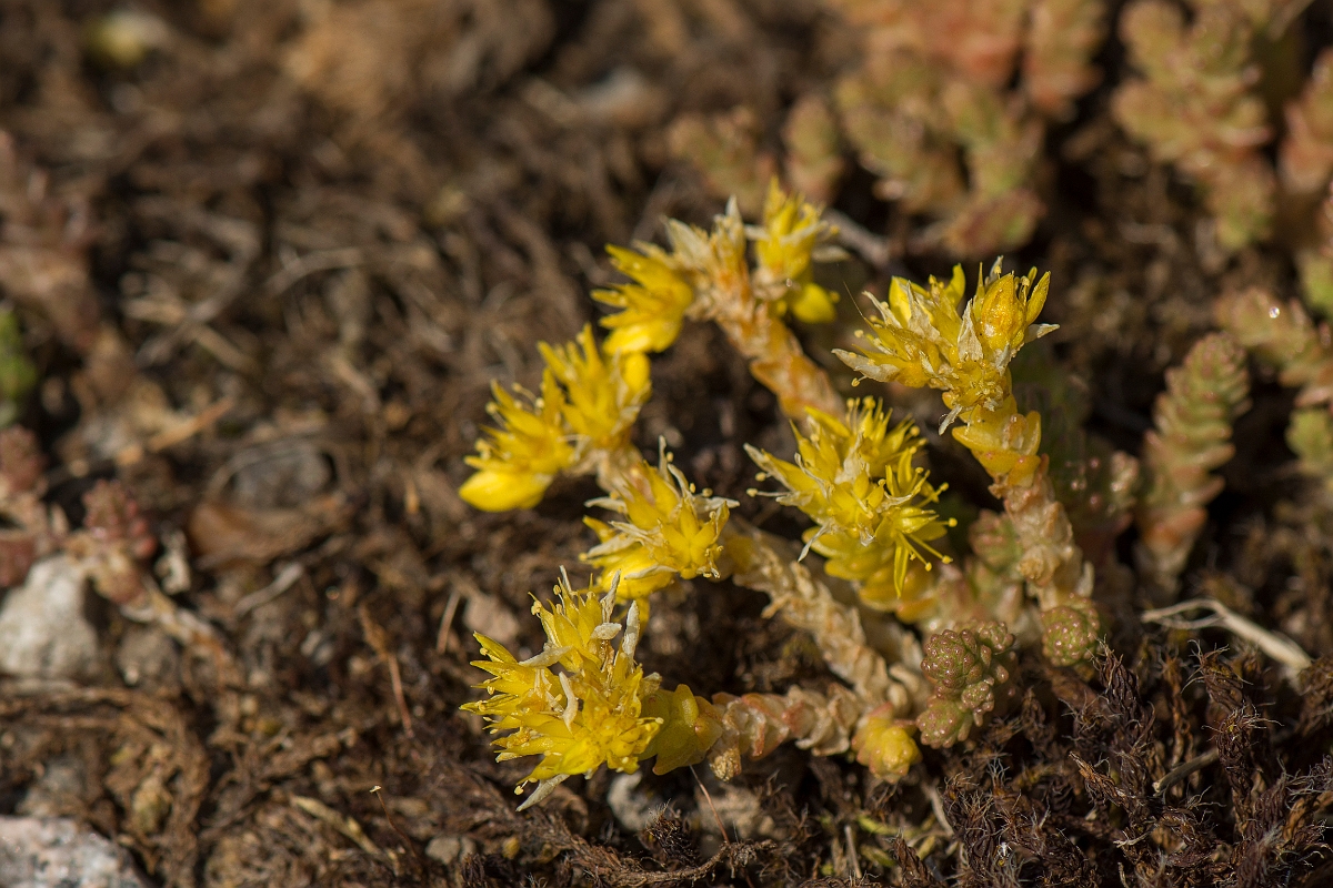David Plant Photography - Wildlife Photography - Biting stonecrop - D.jpg - Biting stonecrop - Kent
