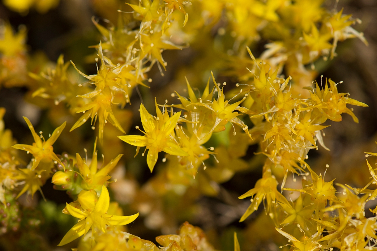 David Plant Photography - Wildlife Photography - Biting stonecrop - G.jpg - Biting stonecrop - Kent