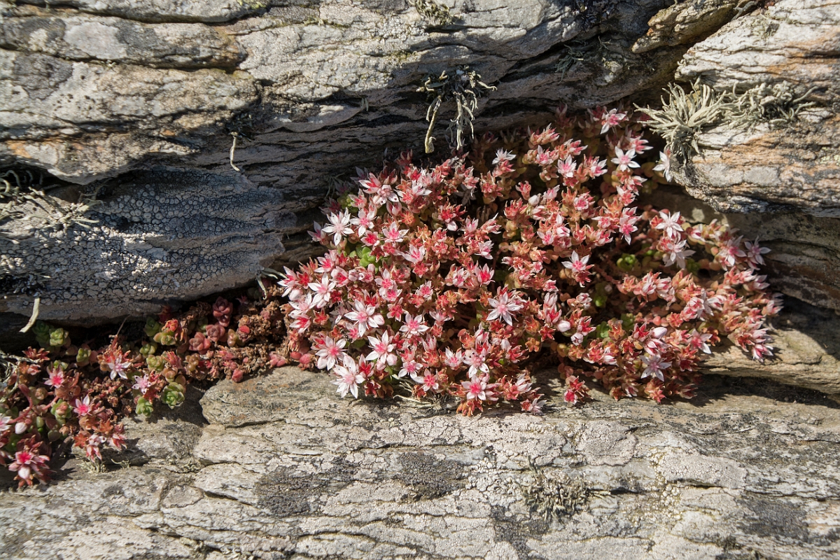 David Plant Photography - Wildlife Photography - English stonecrop - A.jpg - English stonecrop - Anglesey