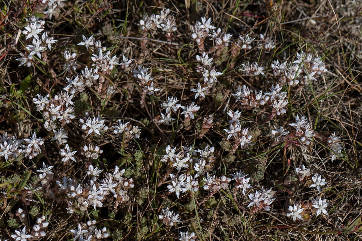 David Plant Photography - Wildlife Photography - English stonecrop - C.JPG - English stonecrop - Kent