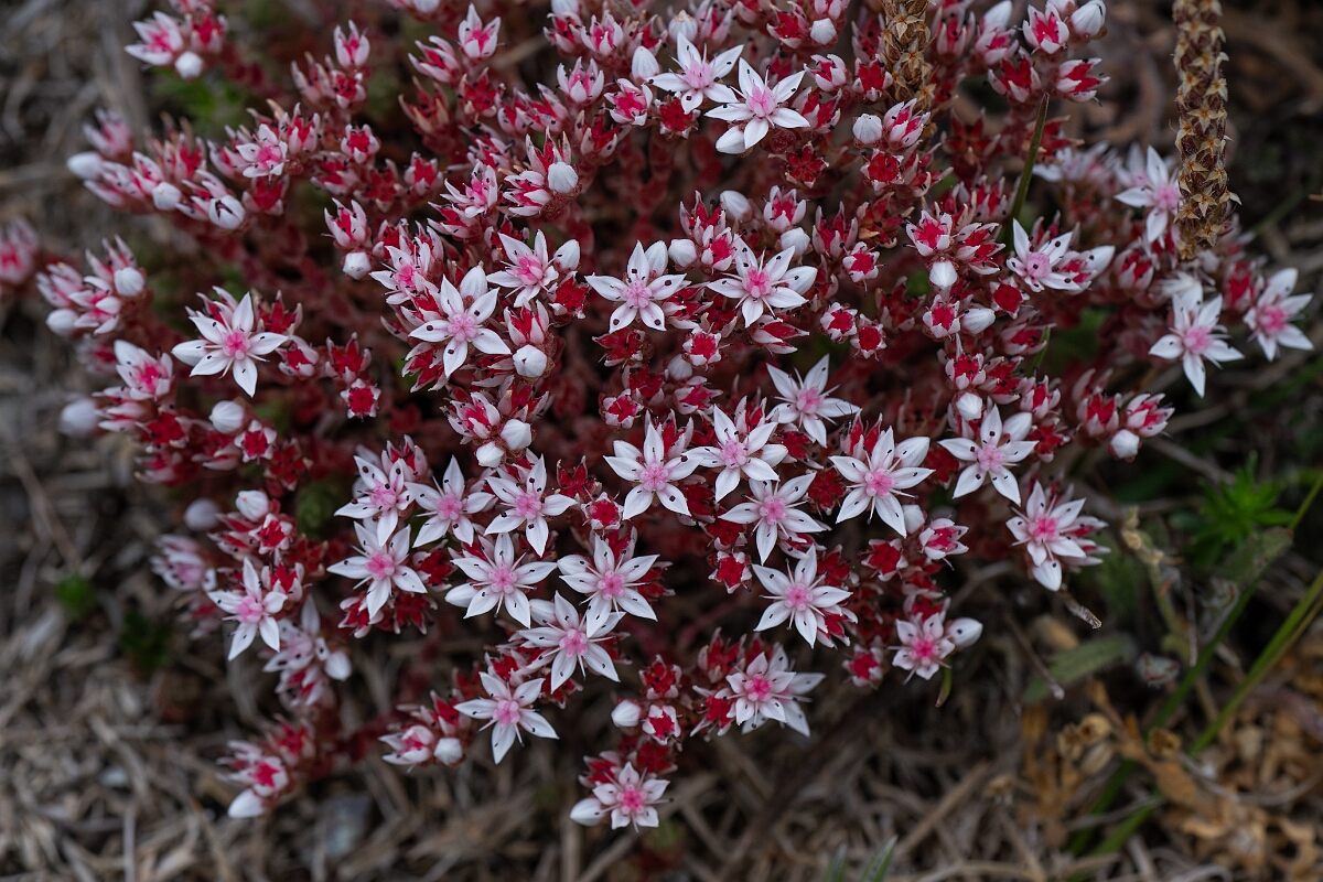 David Plant Photography - Wildlife Photography - English stonecrop - D.jpg - English stonecrop - Cornwall