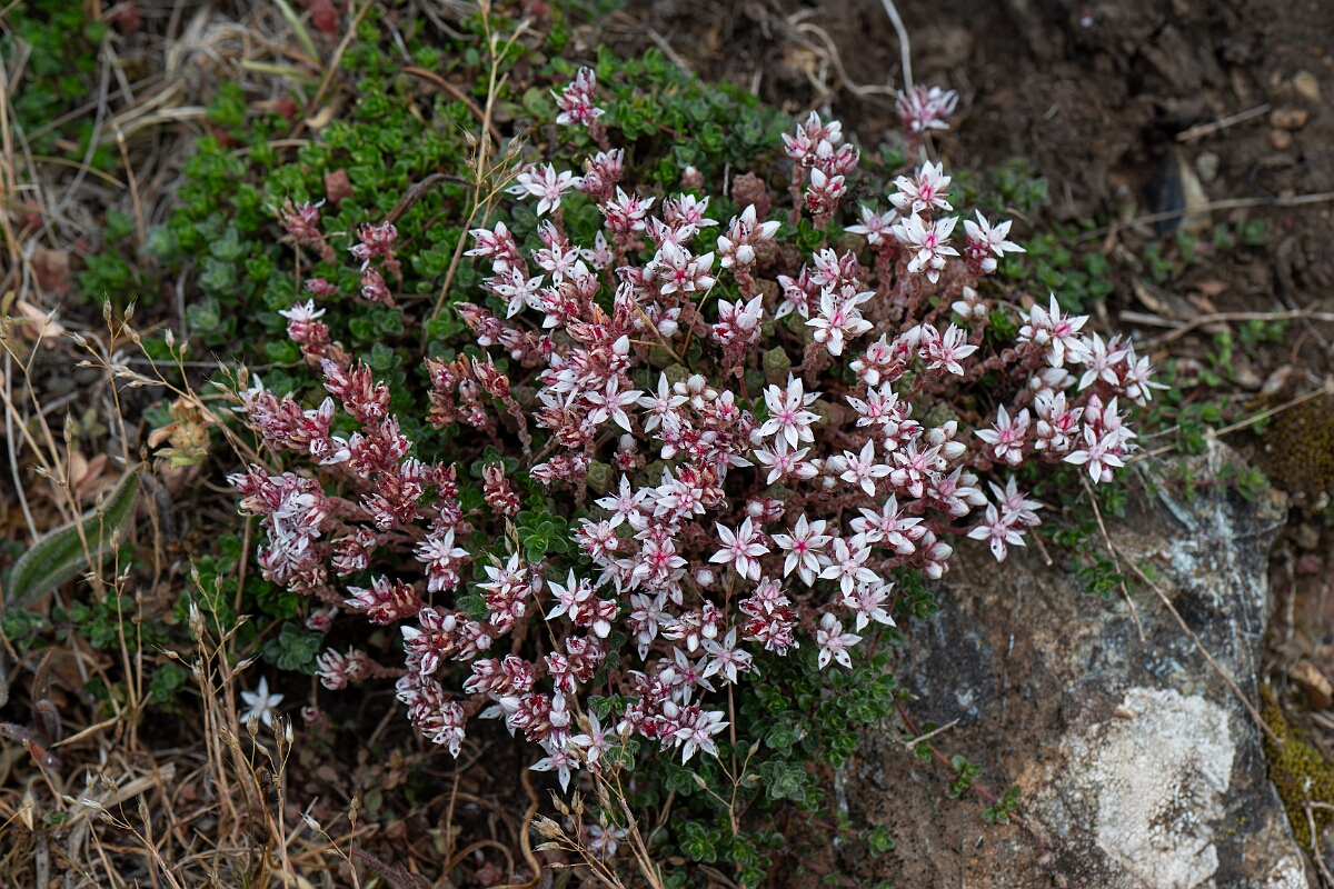 David Plant Photography - Wildlife Photography - English stonecrop - E.jpg - English stonecrop - Cornwall