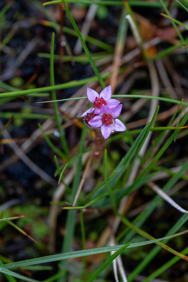 David Plant Photography - Wildlife Photography - Hairy stonecrop - A.jpg - Hairy stonecrop - Perthshire