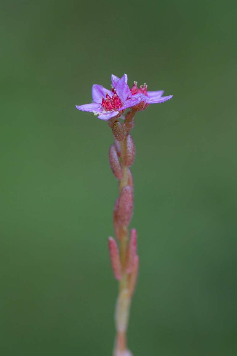 David Plant Photography - Wildlife Photography - Hairy stonecrop - B.jpg - Hairy stonecrop - Perthshire