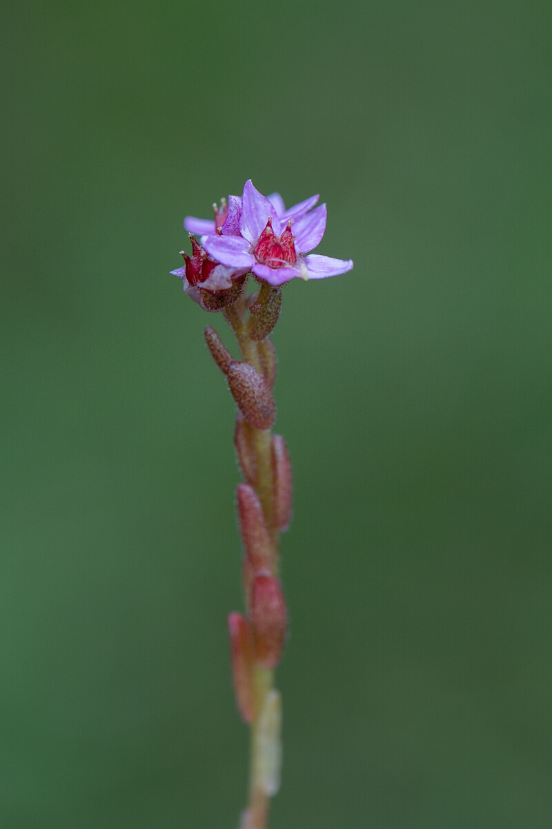 David Plant Photography - Wildlife Photography - Hairy stonecrop - D.jpg - Hairy stonecrop - Perthshire
