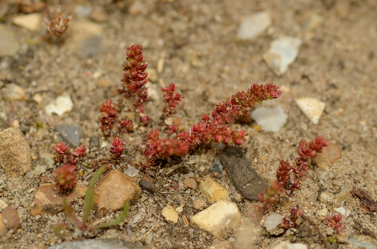 David Plant Photography - Wildlife Photography - Mossy stonecrop - A.jpg - Mossy stonecrop - Suffolk
