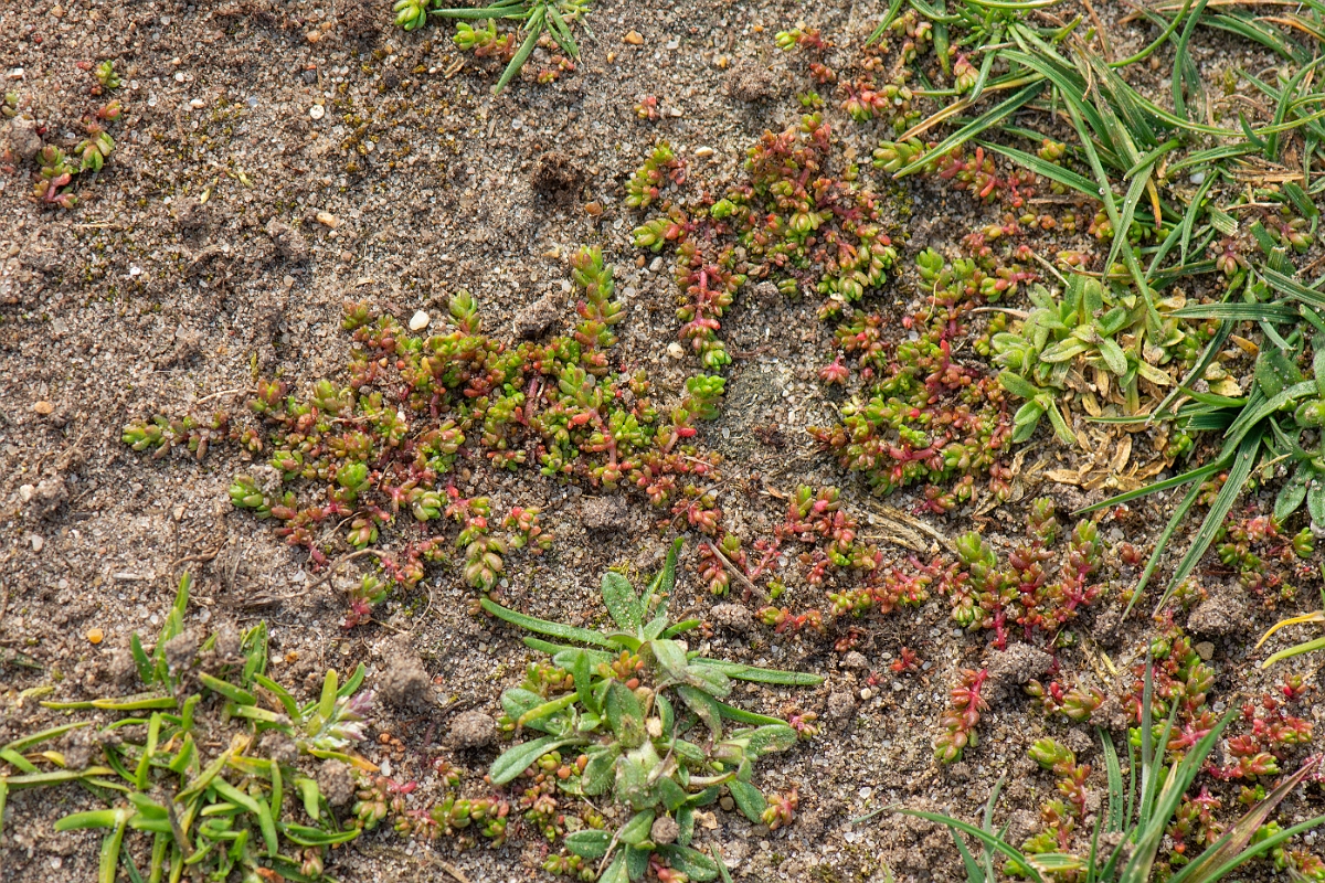 David Plant Photography - Wildlife Photography - Mossy stonecrop - C.jpg - Mossy stonecrop - Norfolk