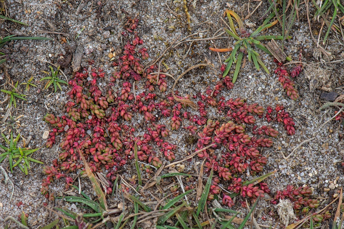David Plant Photography - Wildlife Photography - Mossy stonecrop - D.JPG - Mossy stonecrop - Norfolk